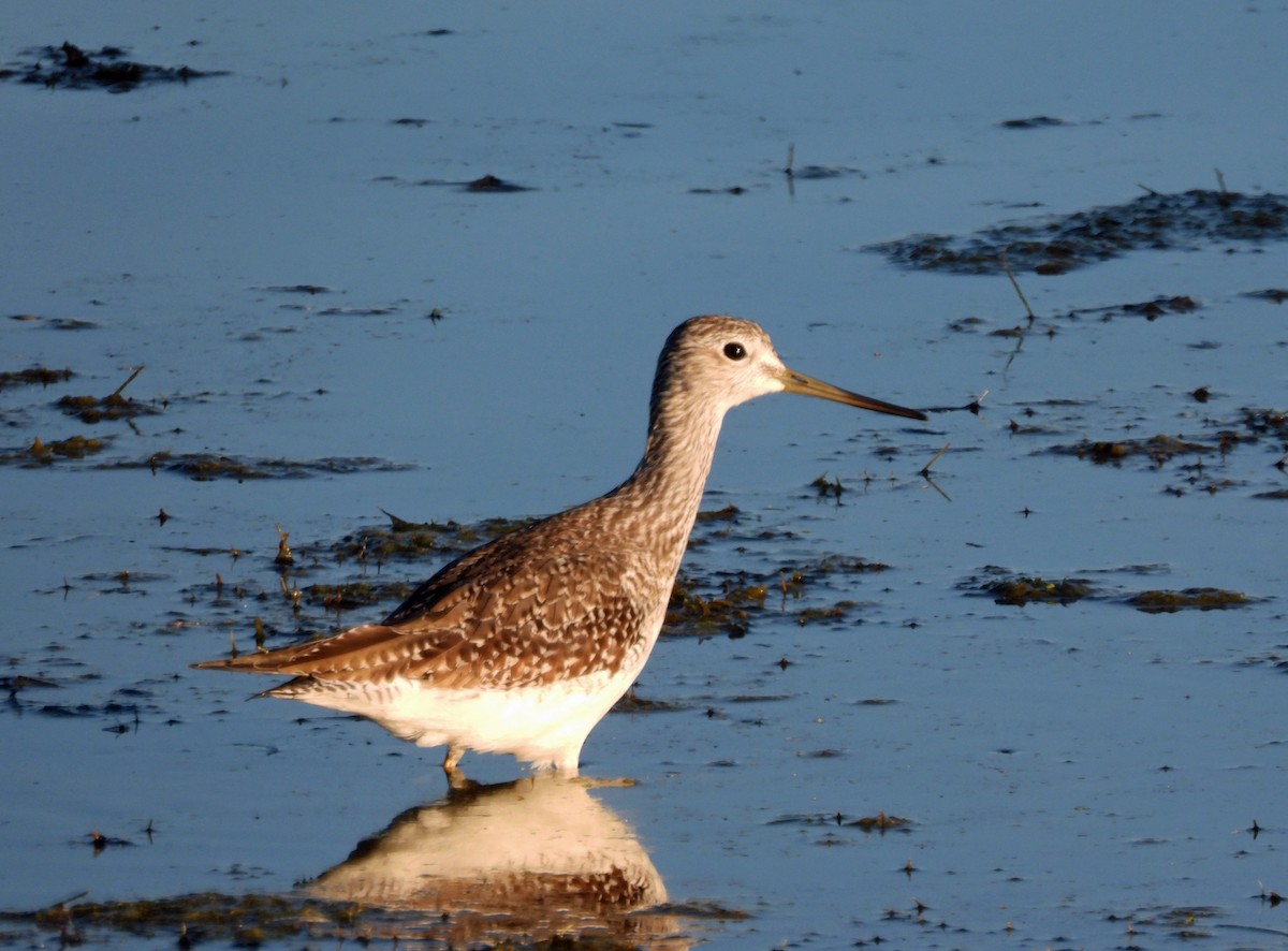 Greater Yellowlegs - ML644340719