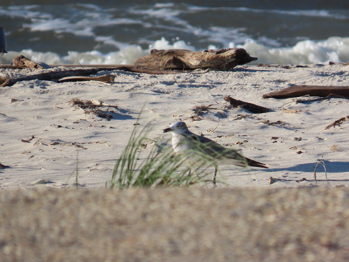 ワライカモメ - ML644340734