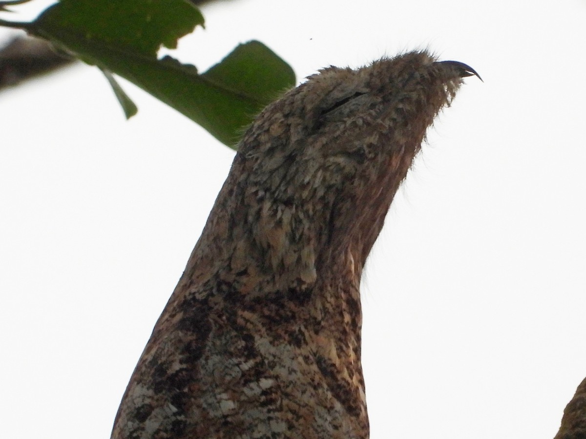 Great Potoo - ML644340736