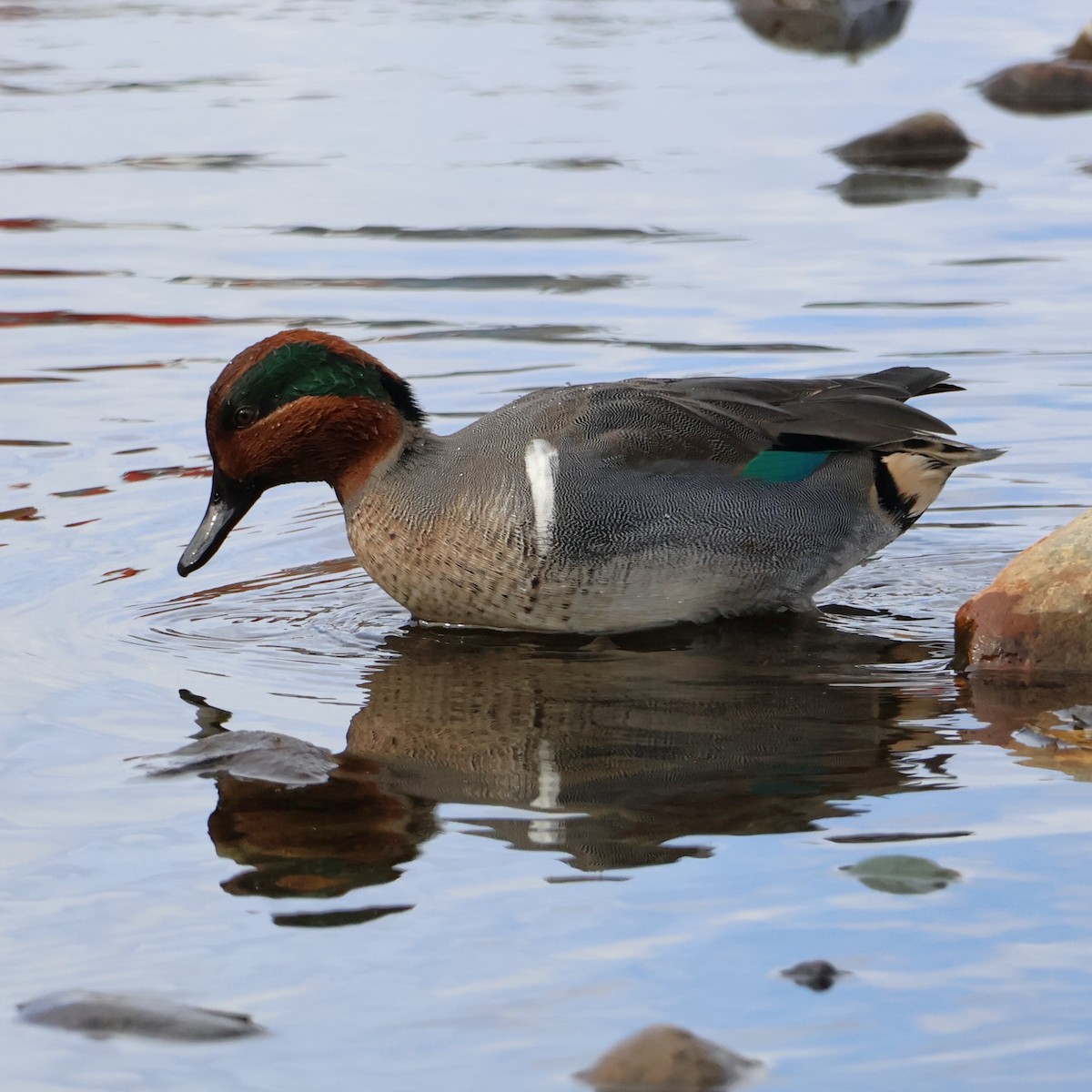 Green-winged Teal - ML644340742
