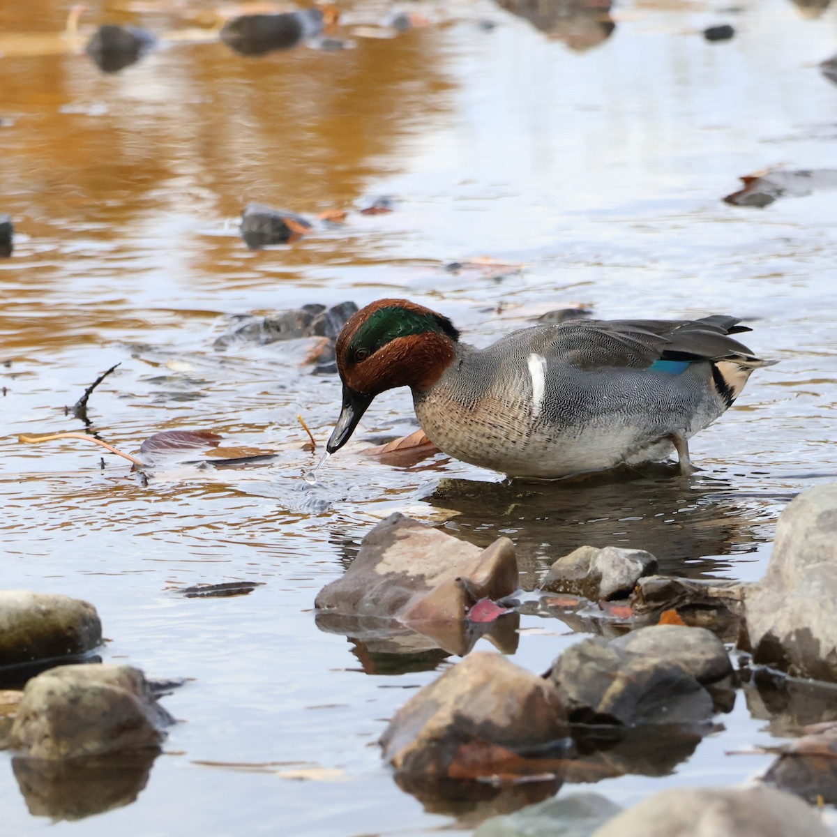 Green-winged Teal - ML644340744