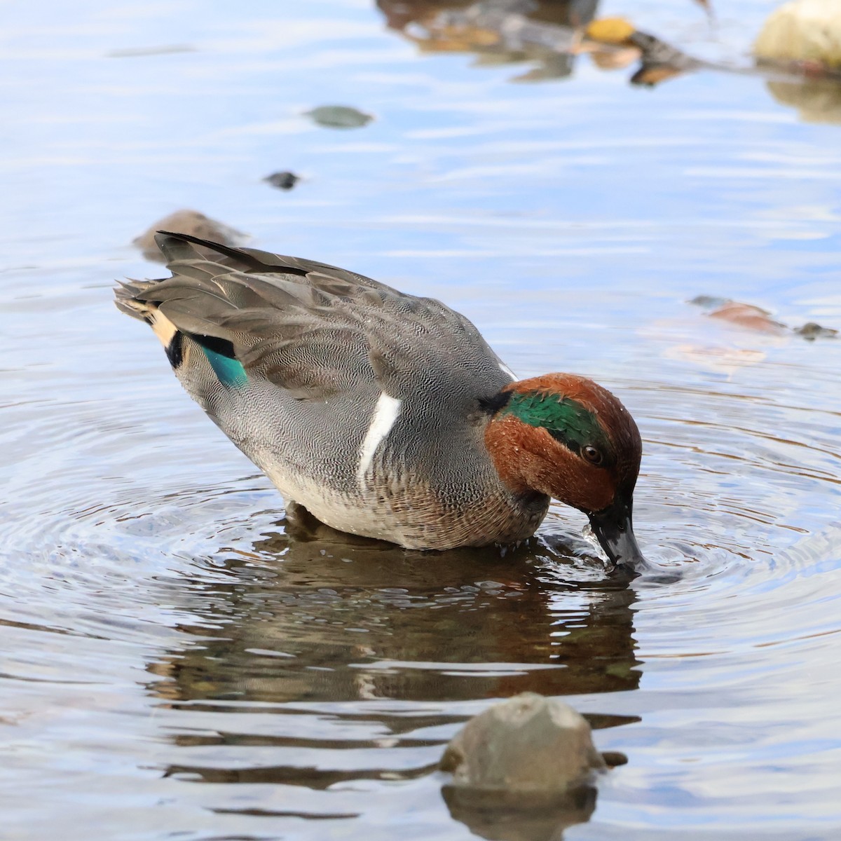 Green-winged Teal - ML644340746