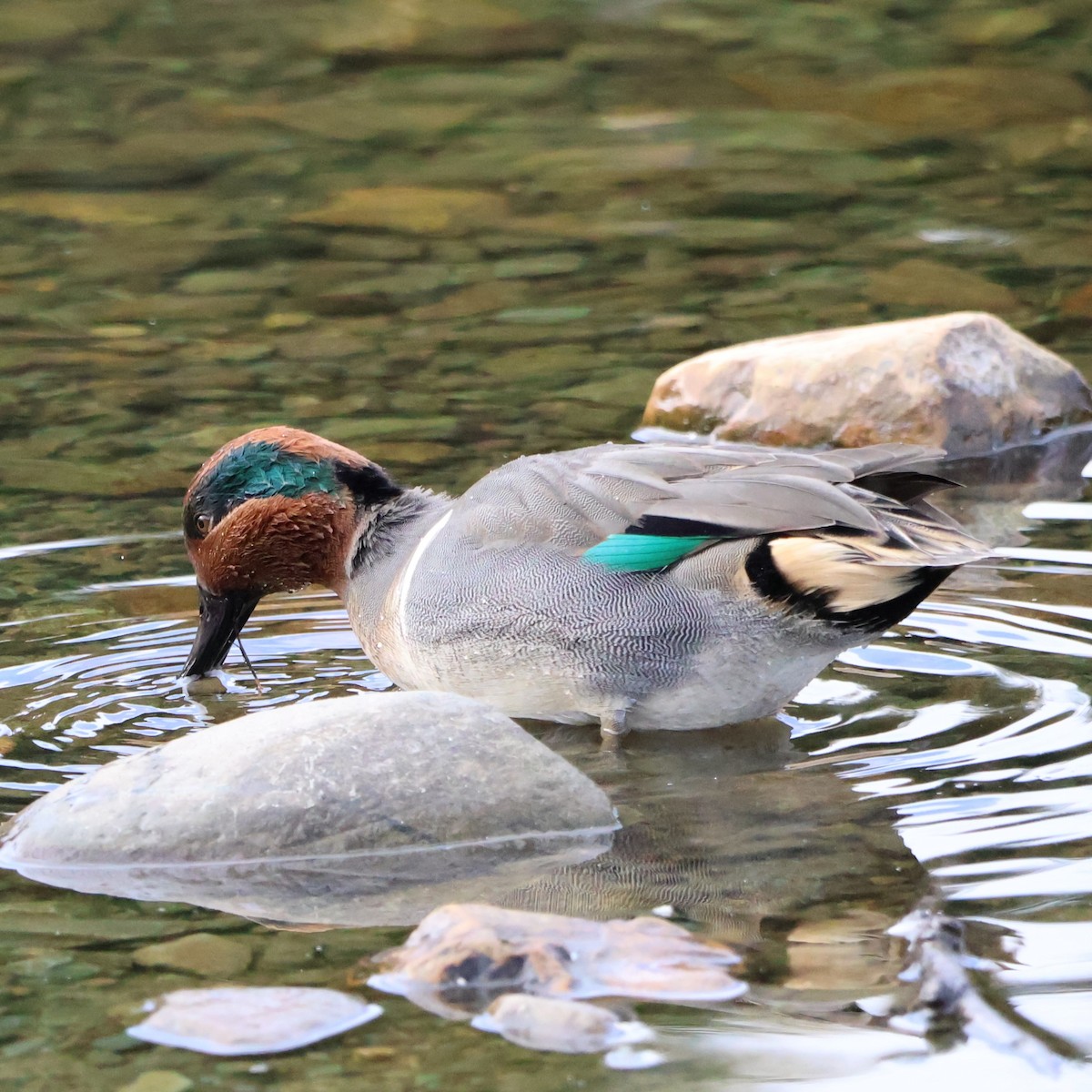Green-winged Teal - ML644340747