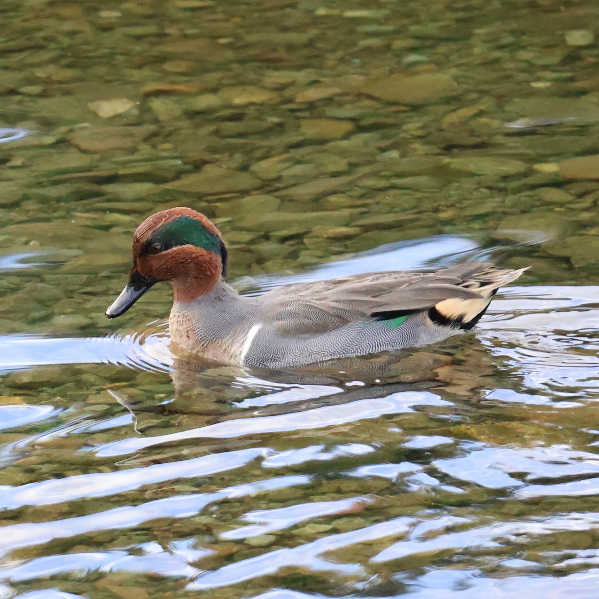 Green-winged Teal - ML644340749