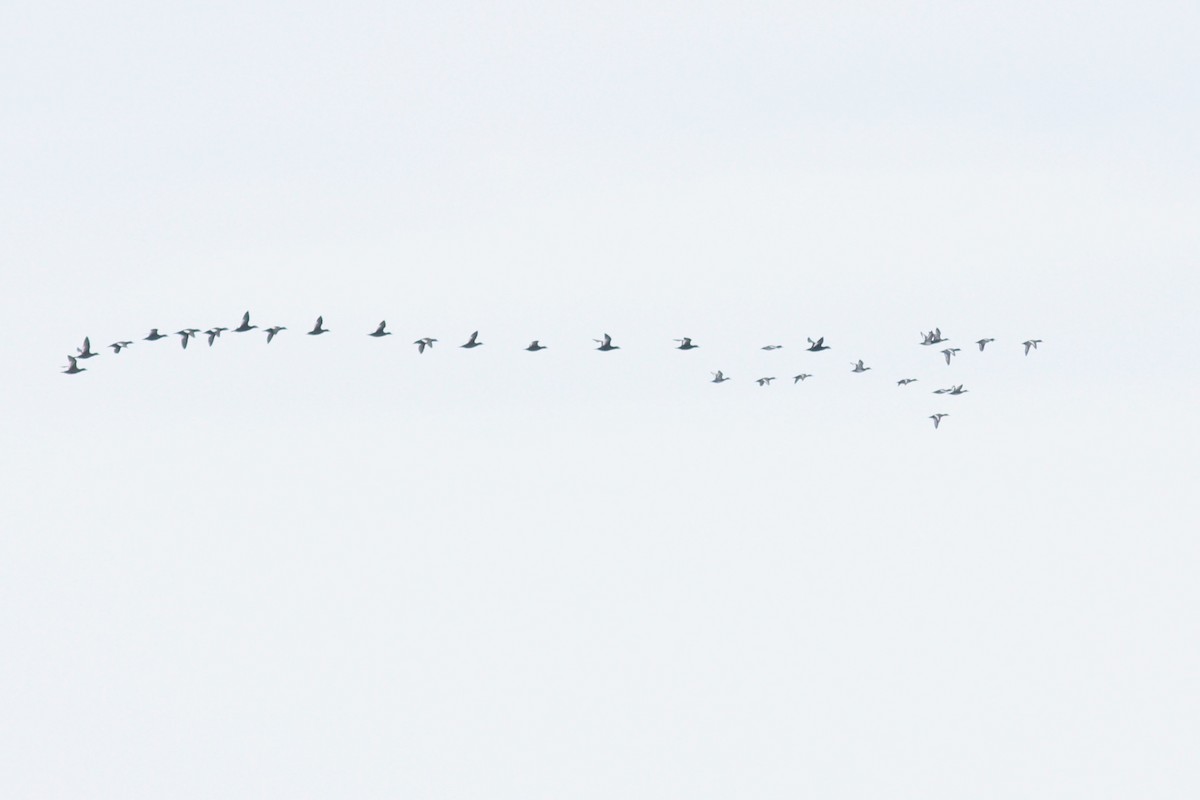 Bergente - ML644340753