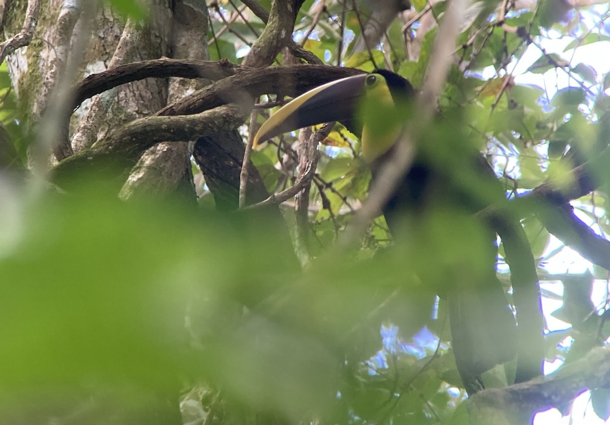 Тукан жовтошиїй - ML644340772