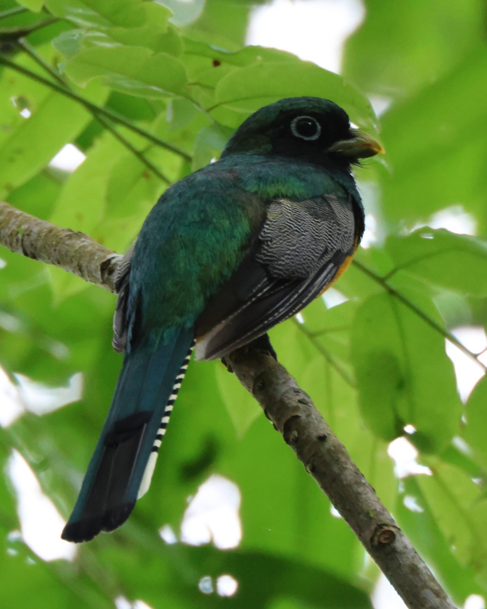 Graceful Black-throated Trogon - ML644340791