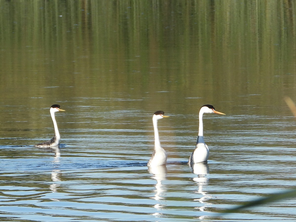 Grèbe à face blanche - ML644340795