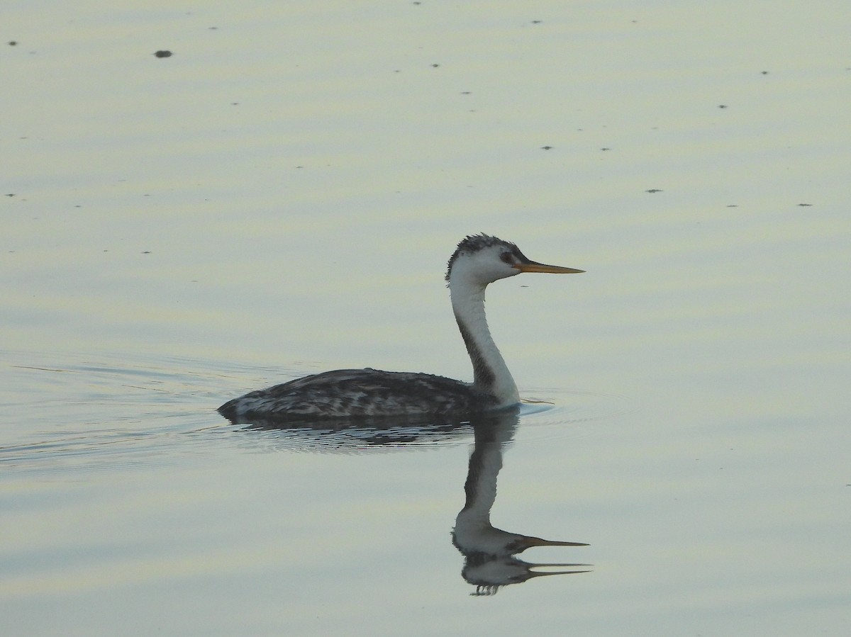 Grèbe à face blanche - ML644340796