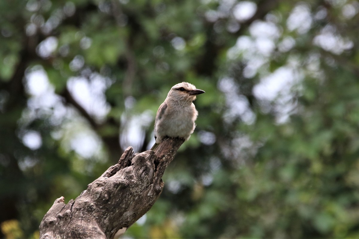 Сиворакша євразійська - ML644340799