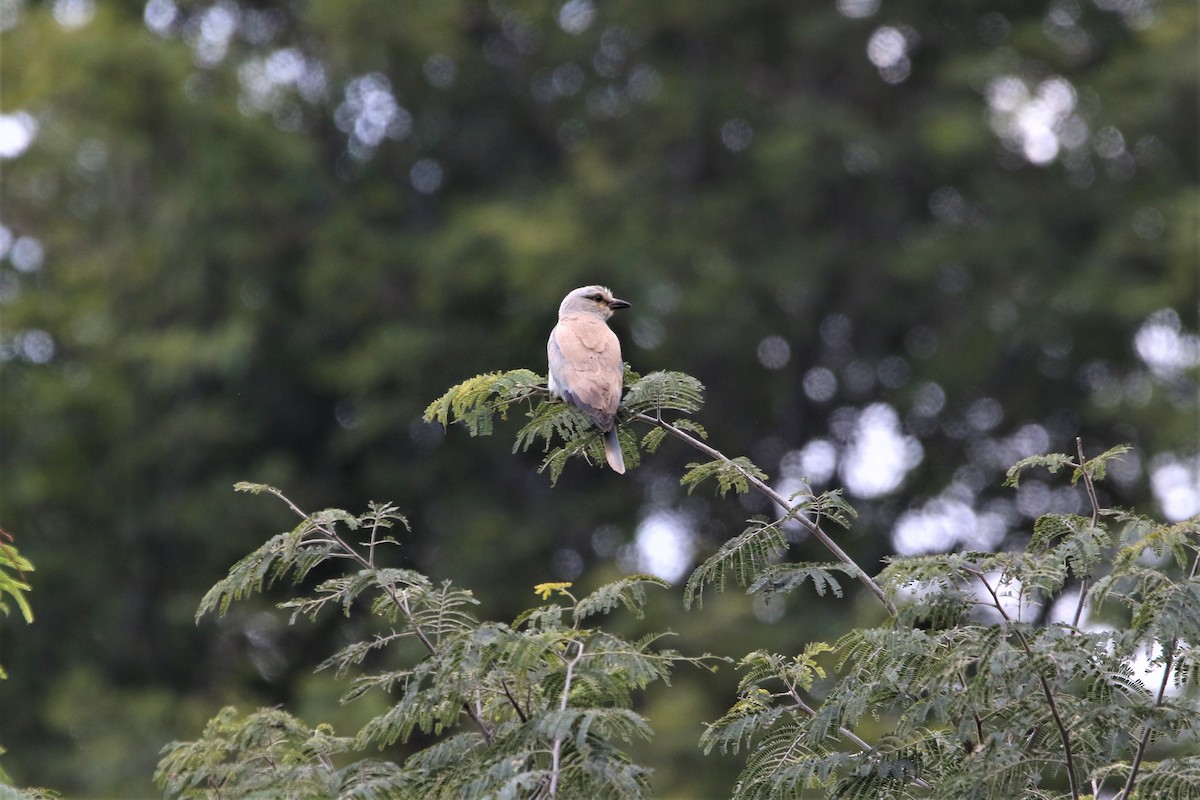 Сиворакша євразійська - ML644340800