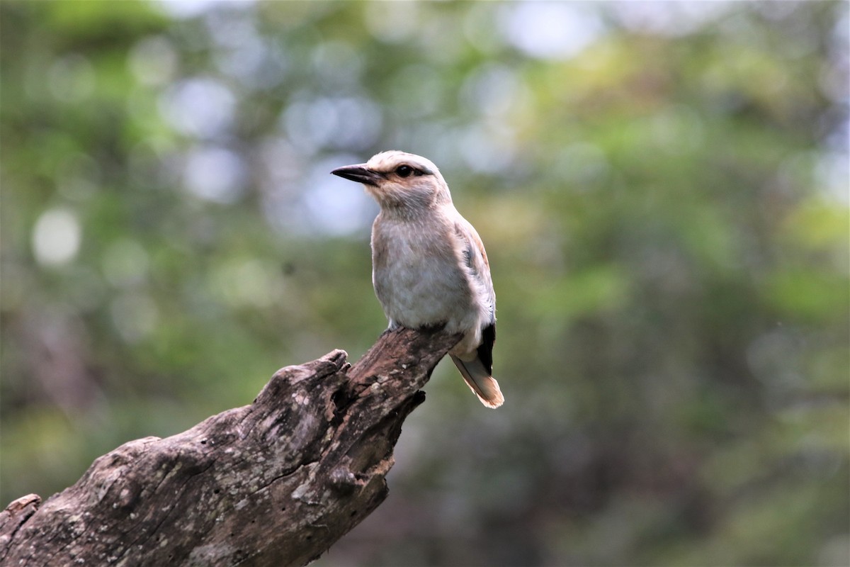 Сиворакша євразійська - ML644340802
