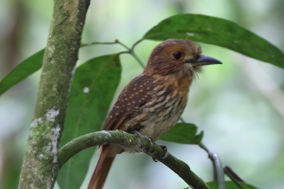 White-whiskered Puffbird - ML644340803