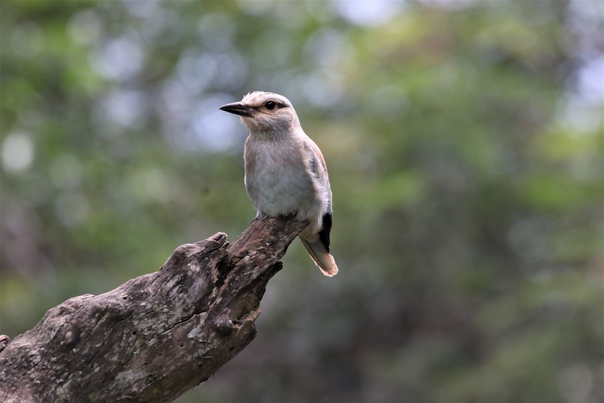 Сиворакша євразійська - ML644340804
