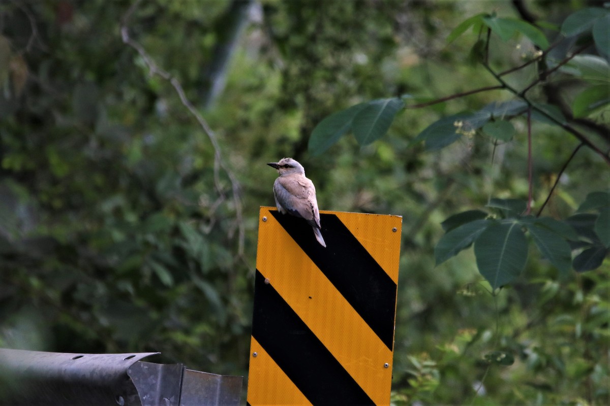 Сиворакша євразійська - ML644340805