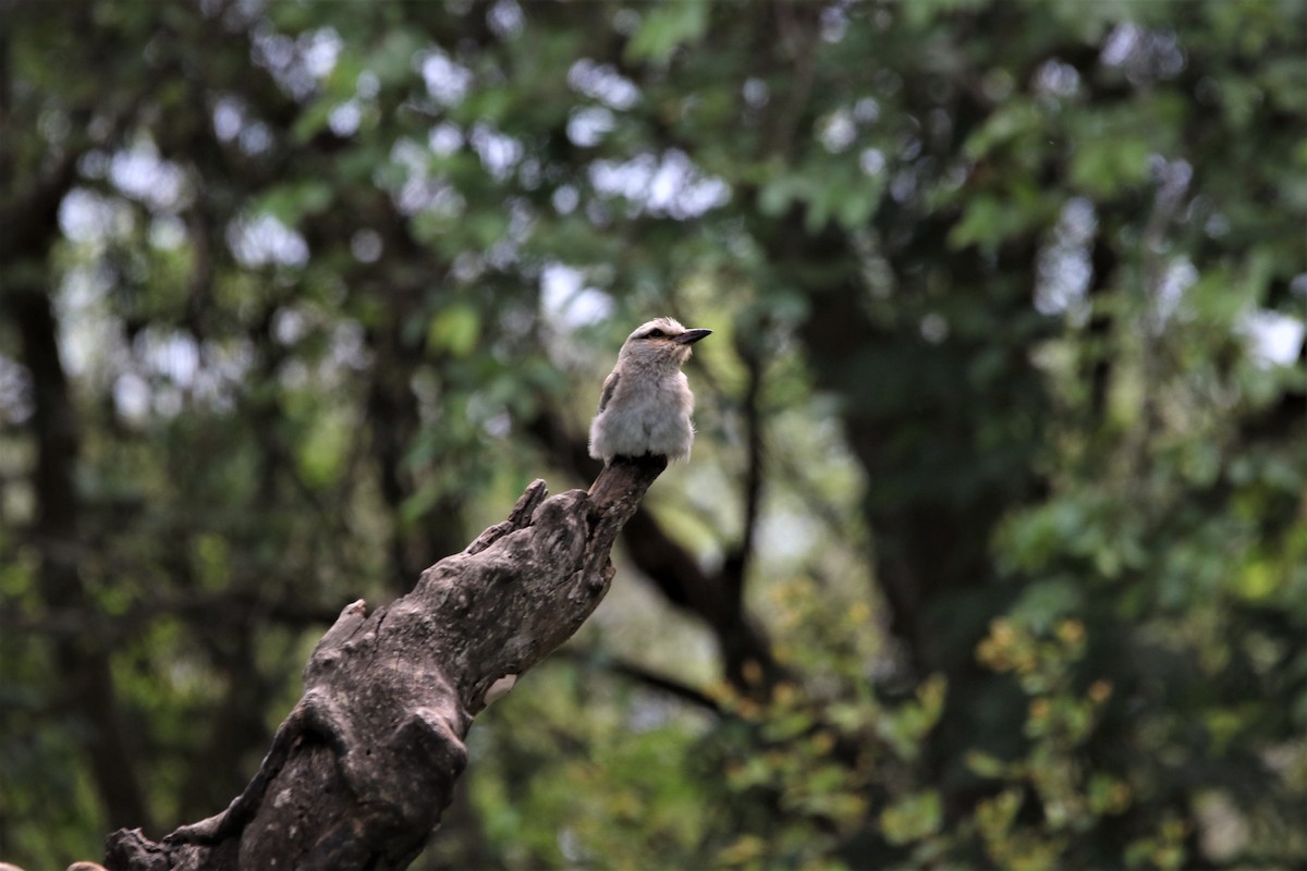 Сиворакша євразійська - ML644340806