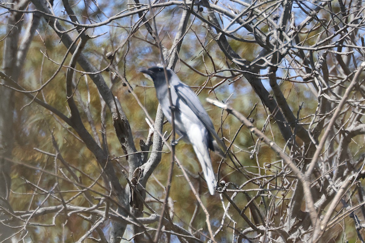 Black-faced Cuckooshrike - ML644340808