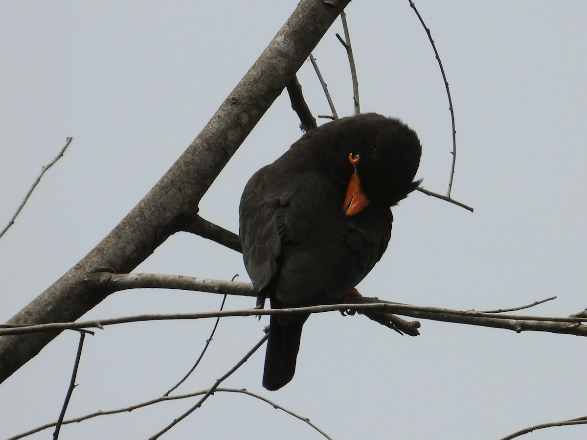 Dollarbird - ML644340827