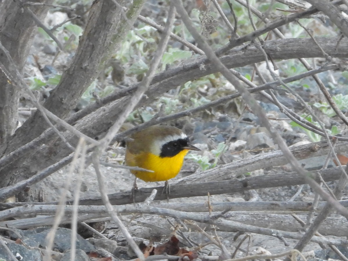 Common Yellowthroat - ML644340841