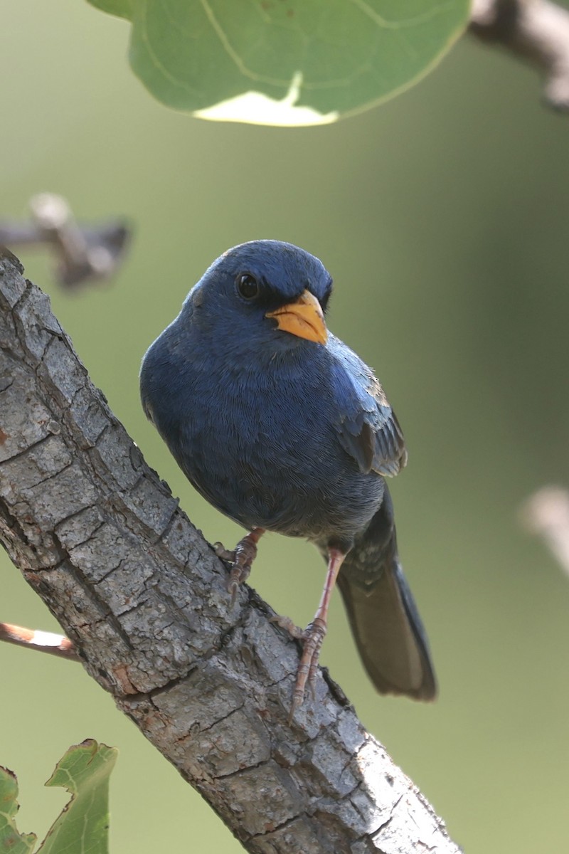 Blue Finch - ML644340843