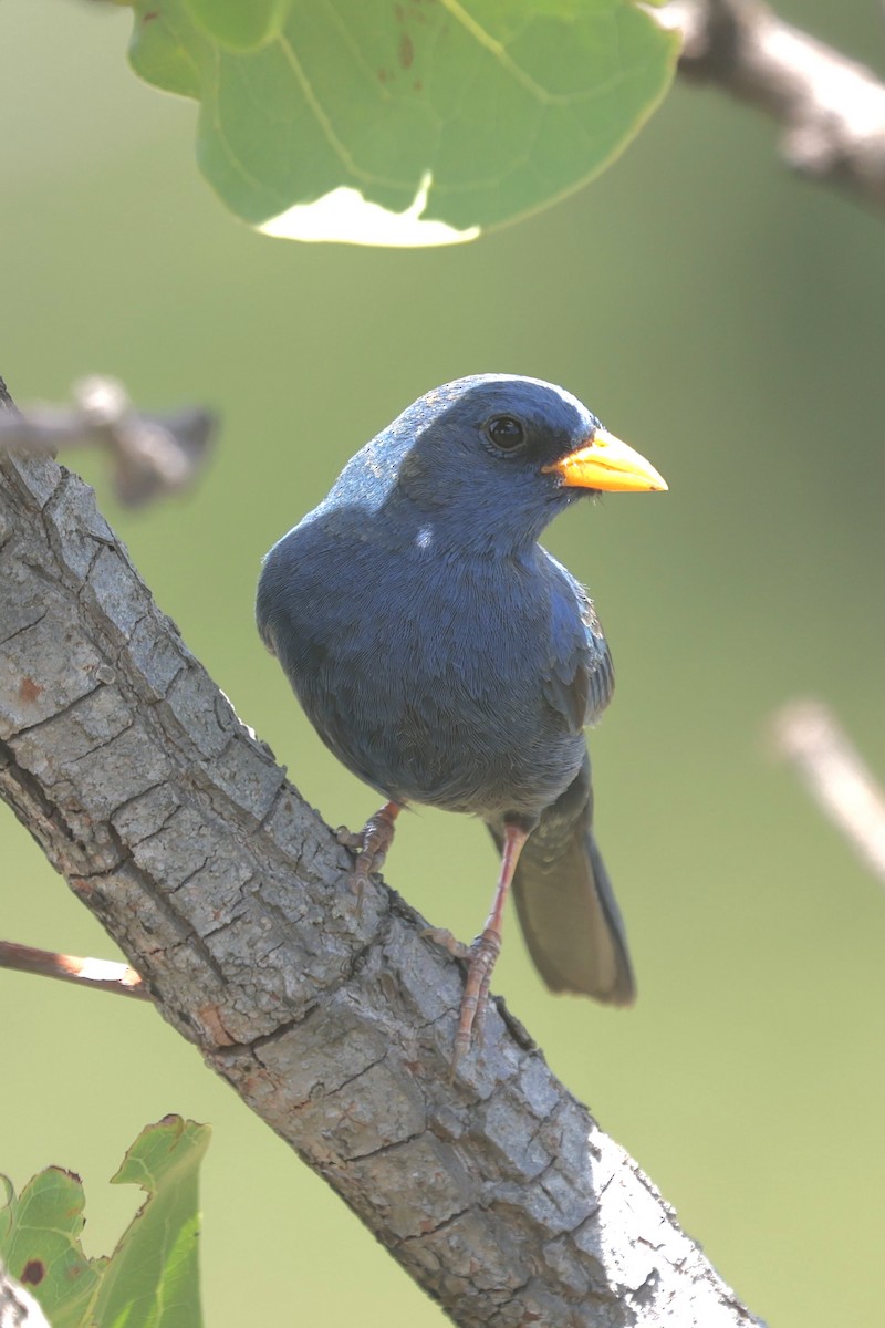 Blue Finch - ML644340844
