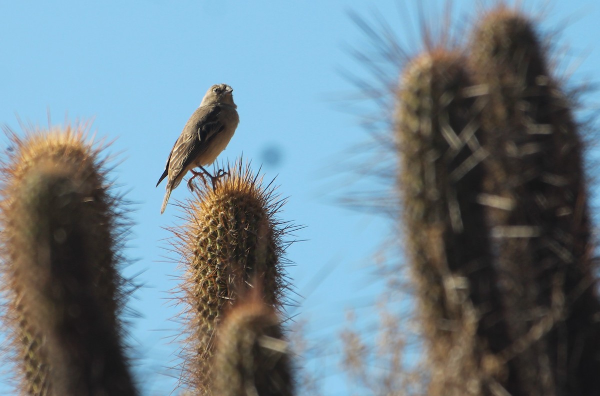 Посвірж оливковий - ML644340852