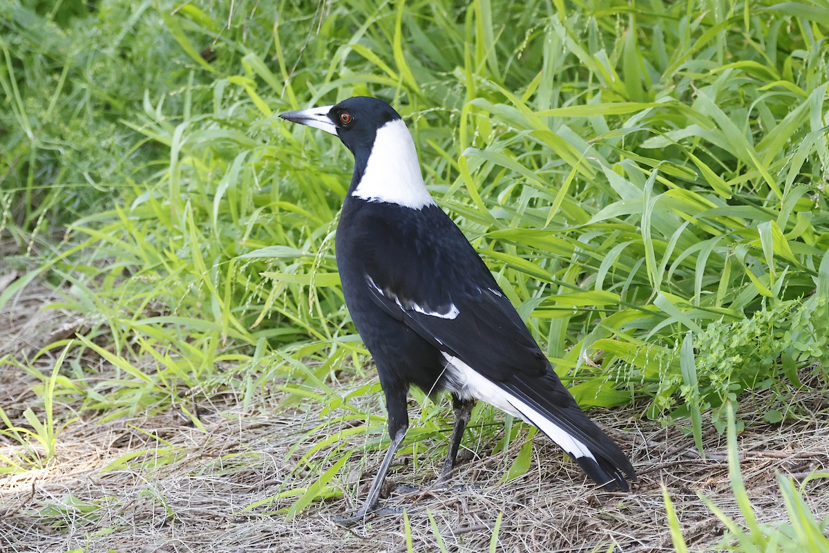 Cassican flûteur - ML644340860