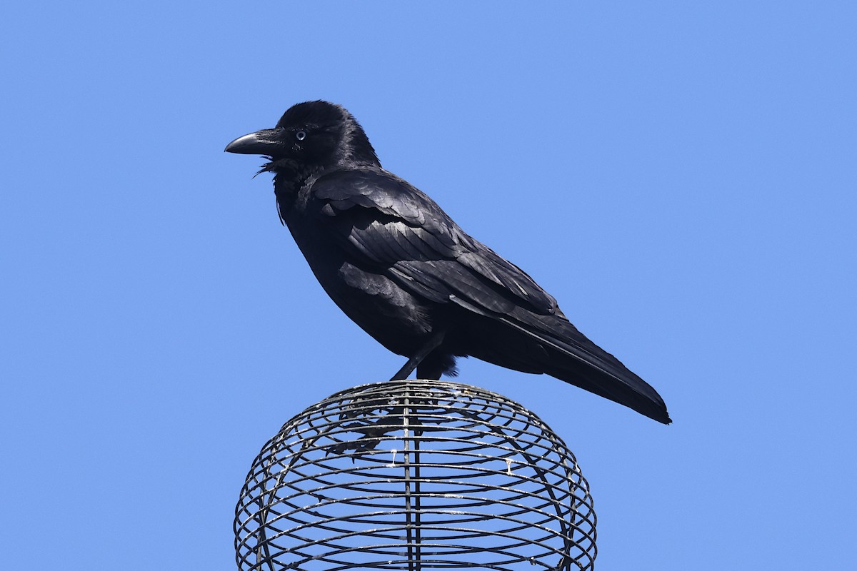 Cuervo Australiano - ML644340879