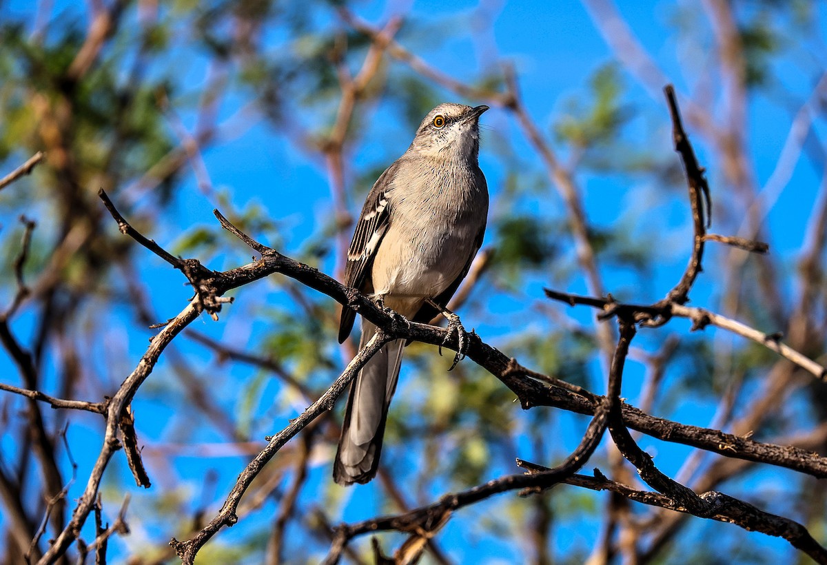 Sinsonte Norteño - ML644340880