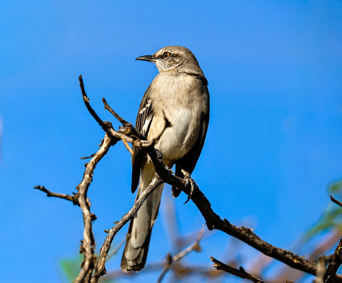 Sinsonte Norteño - ML644340881