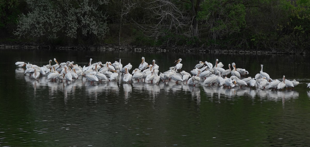 American White Pelican - ML644340891