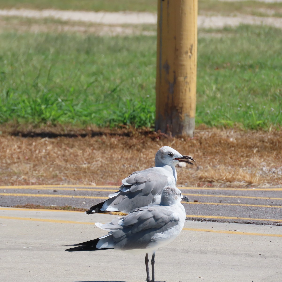 ワライカモメ - ML644340903