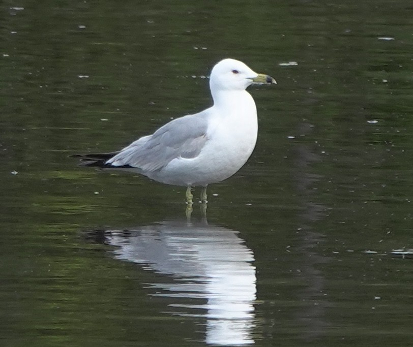 Ring-billed Gull - ML644340907