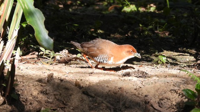 Red-and-white Crake - ML644340911