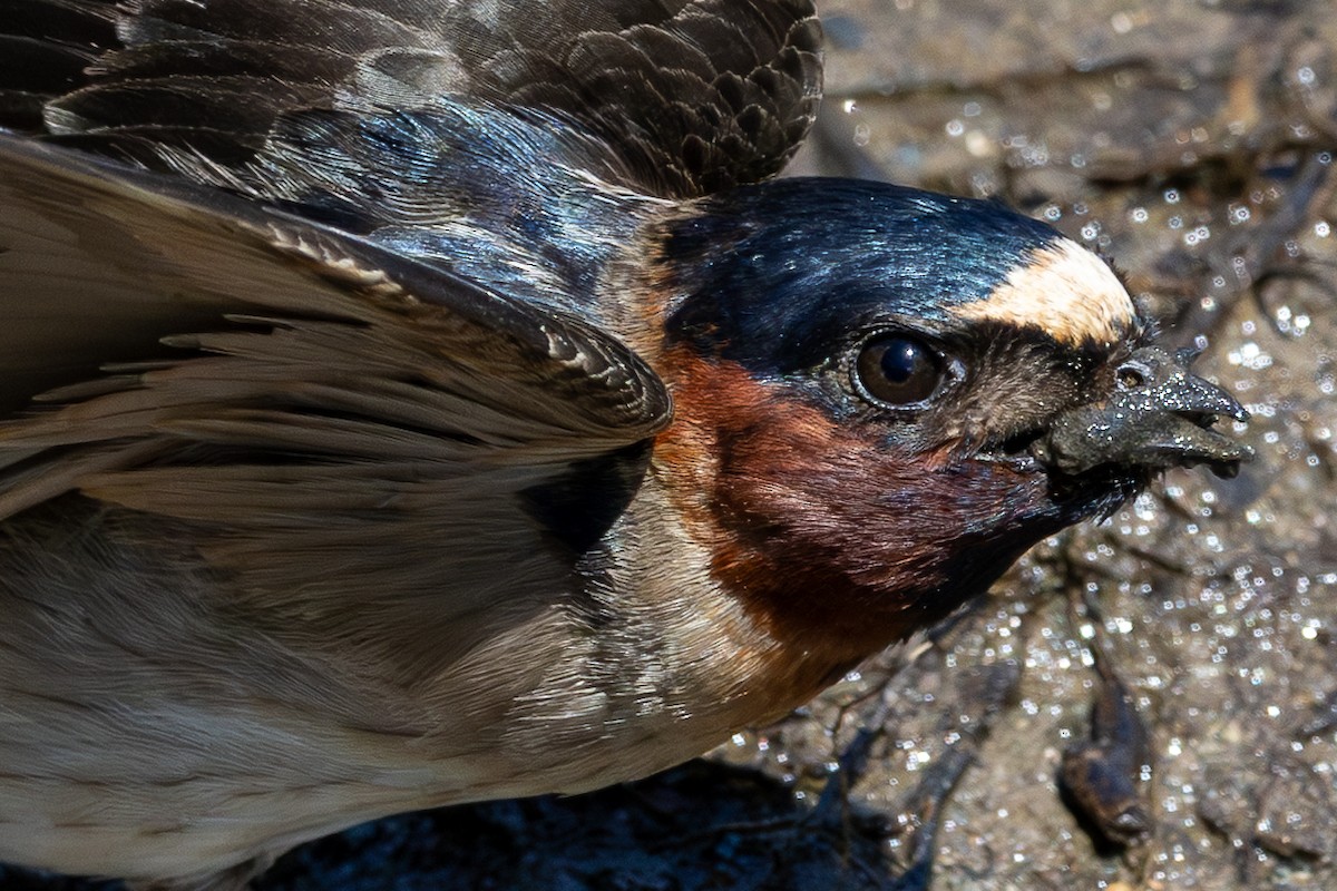 Golondrina Risquera - ML644340917