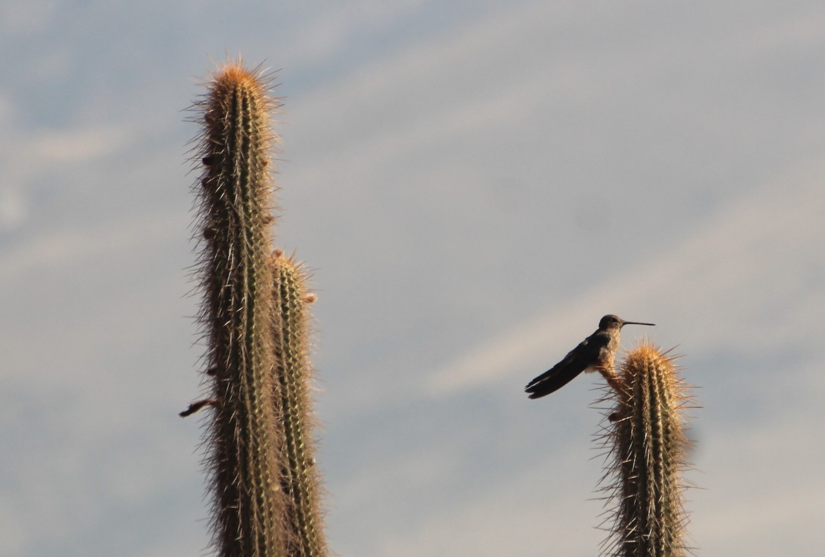 Giant Hummingbird - ML644340922