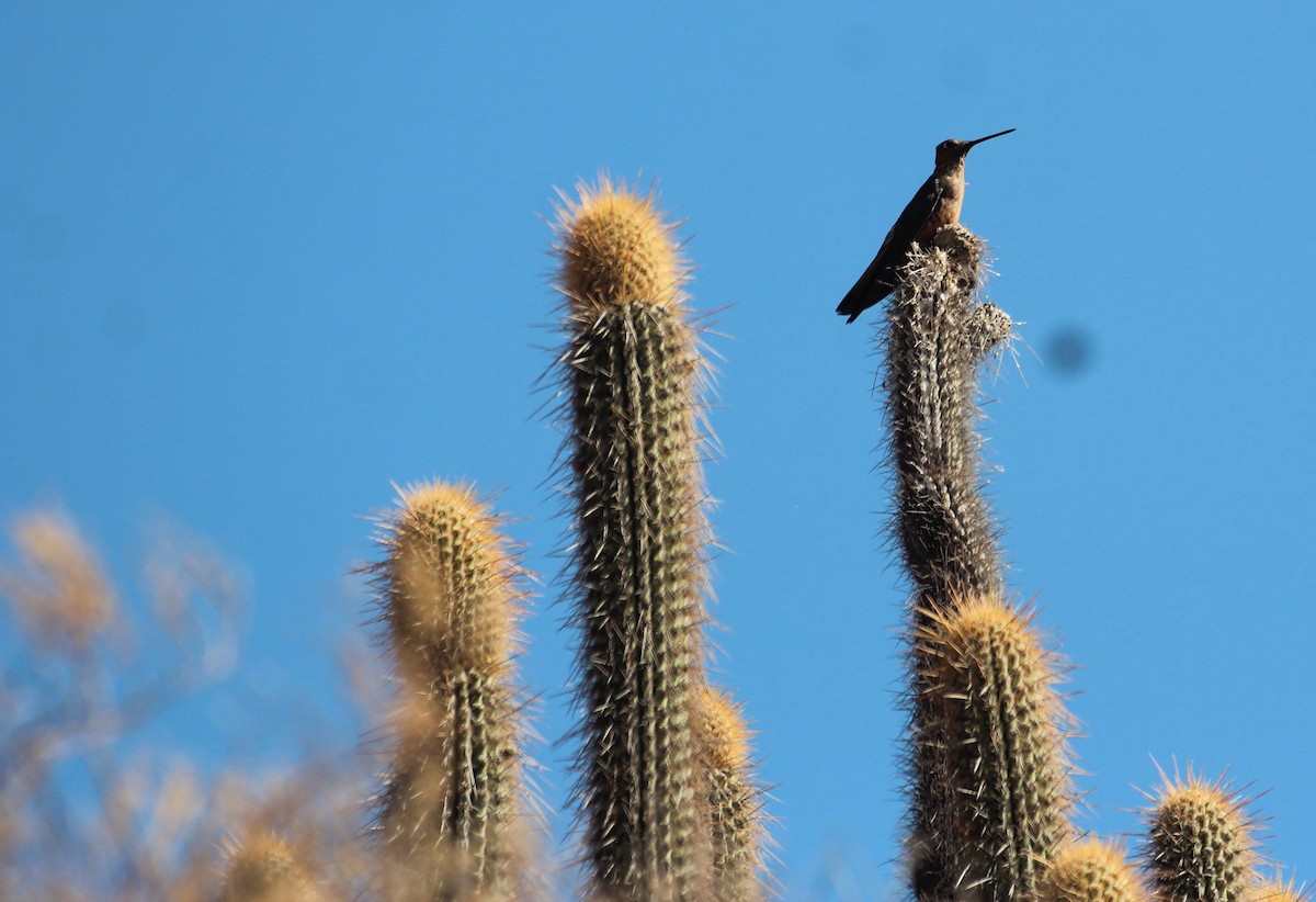 Giant Hummingbird - ML644340923