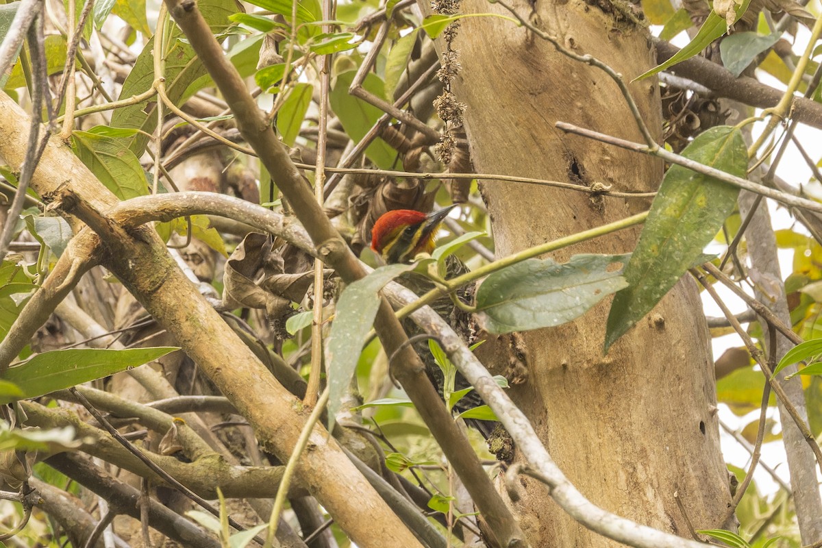 White-browed Woodpecker - ML644340941