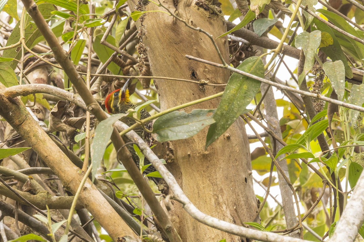 White-browed Woodpecker - ML644340942