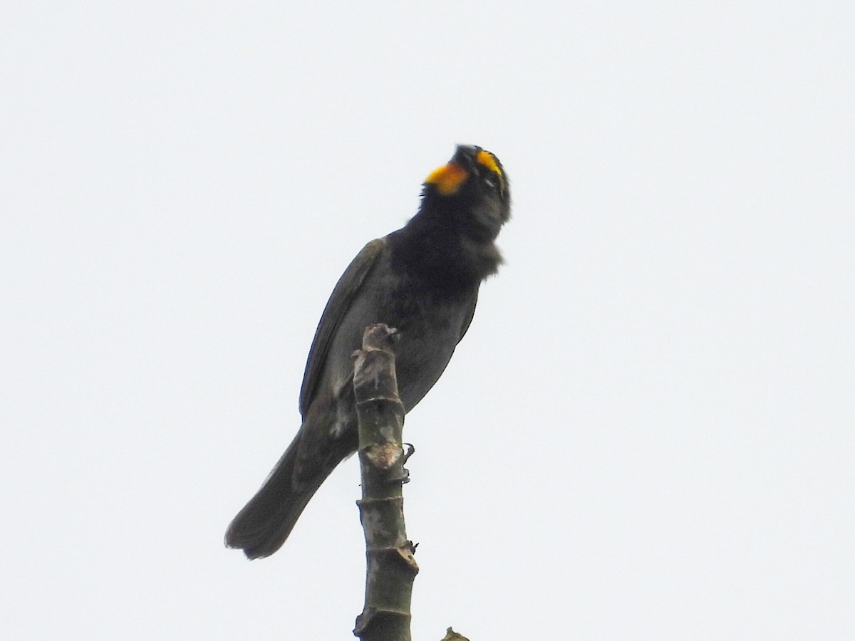 Yellow-faced Grassquit - ML644340960