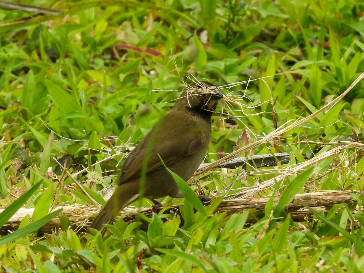 Yellow-faced Grassquit - ML644340961