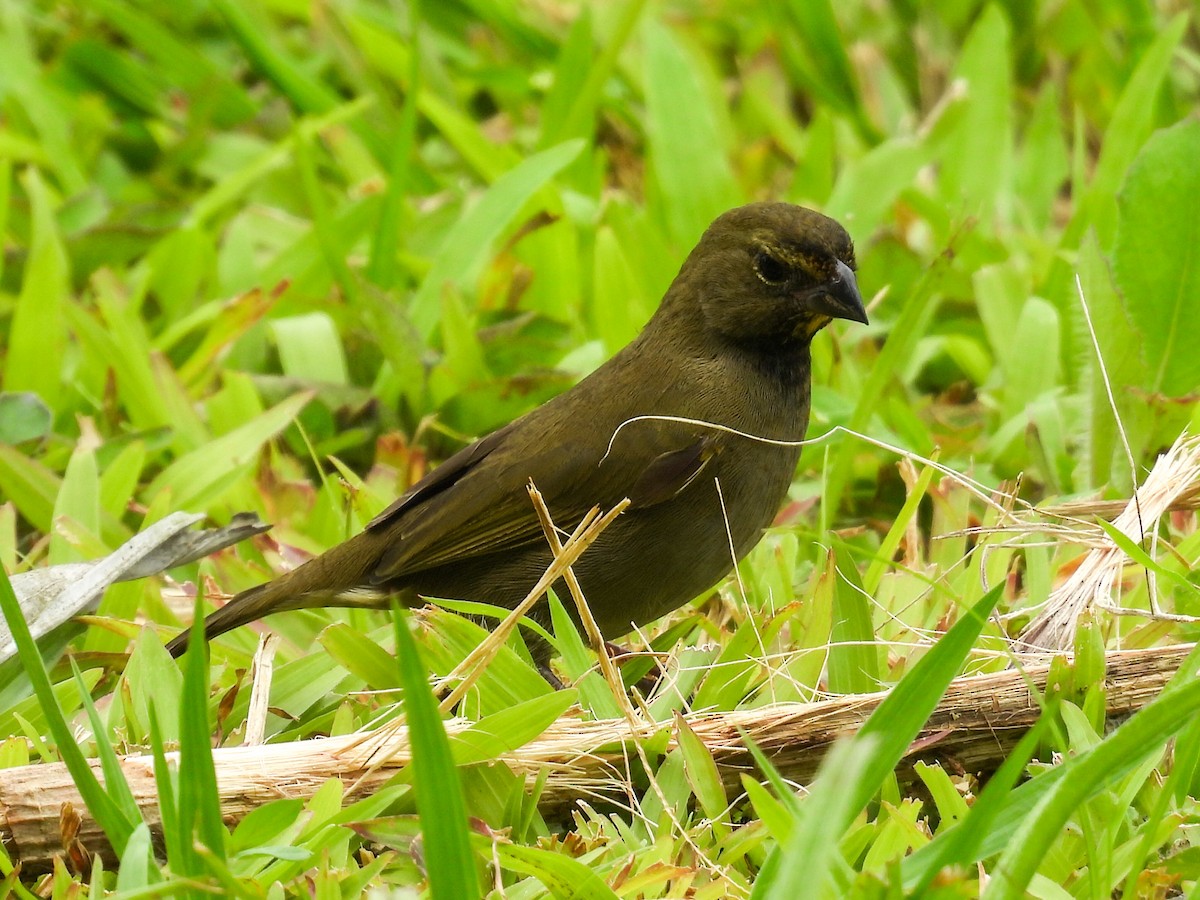 Yellow-faced Grassquit - ML644340962