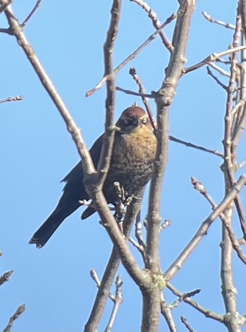 Rusty Blackbird - ML644340965