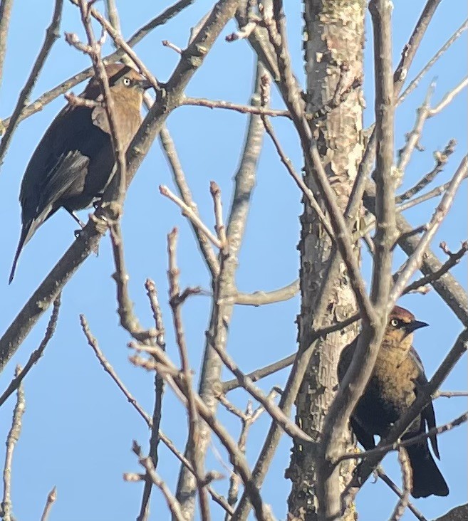 Rusty Blackbird - ML644340966