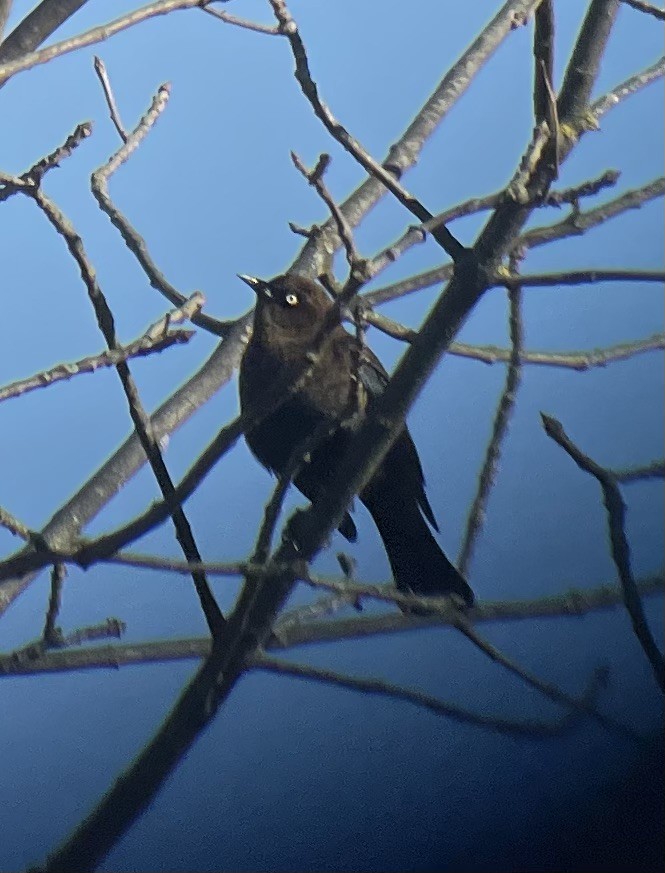Rusty Blackbird - ML644340967