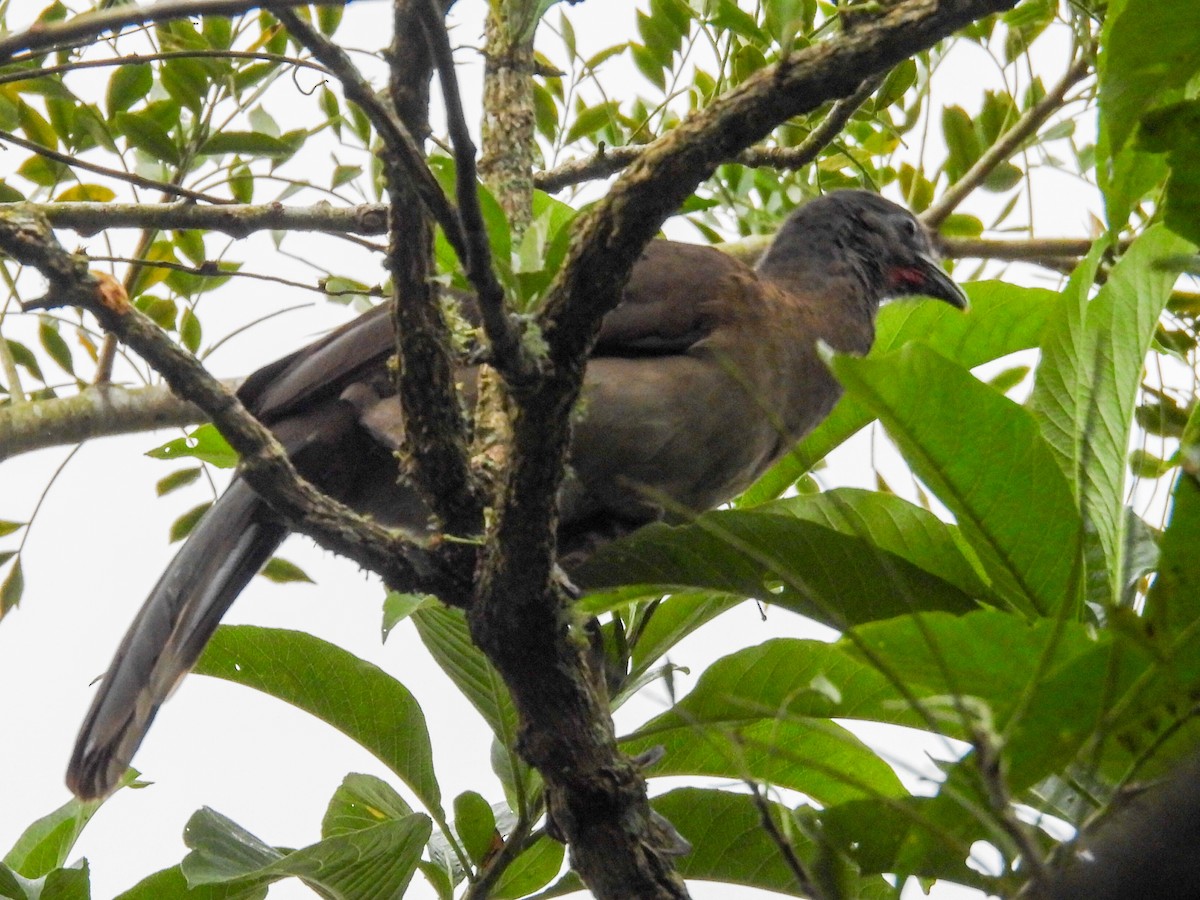 gråhodehokko - ML644340970