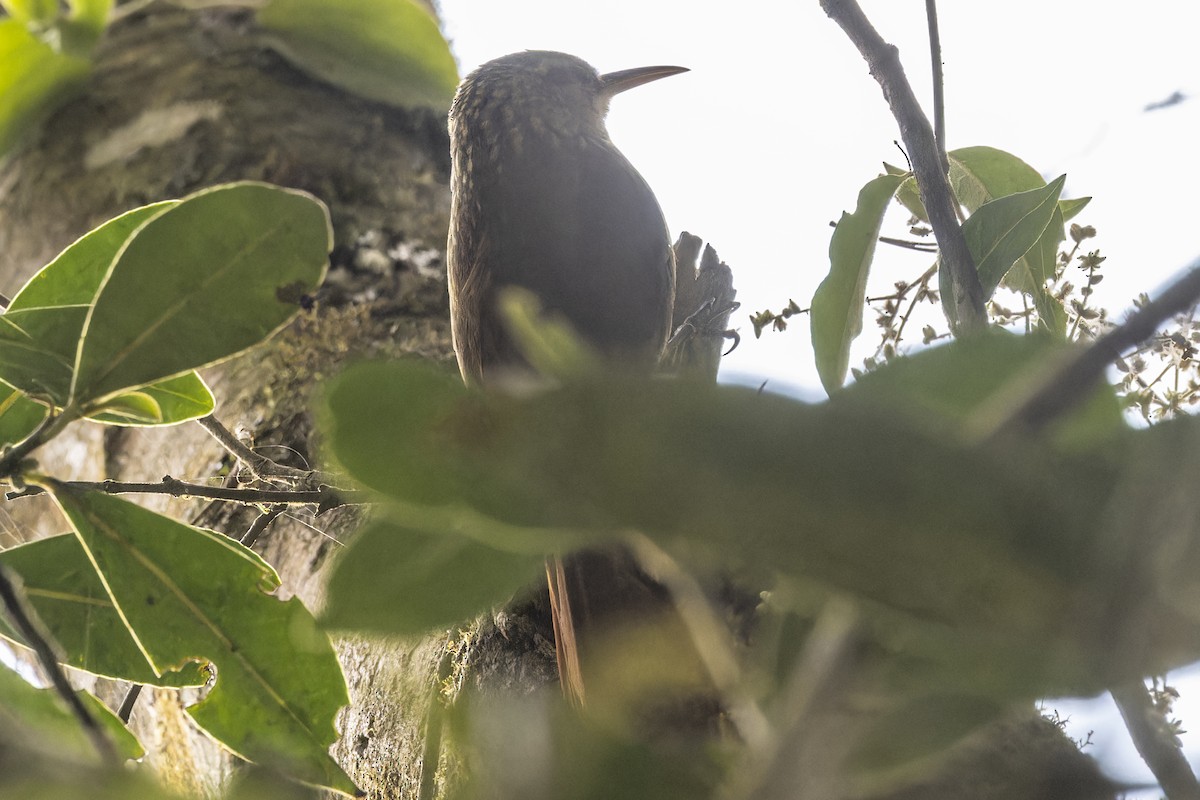 Grimpar brun - ML644340978