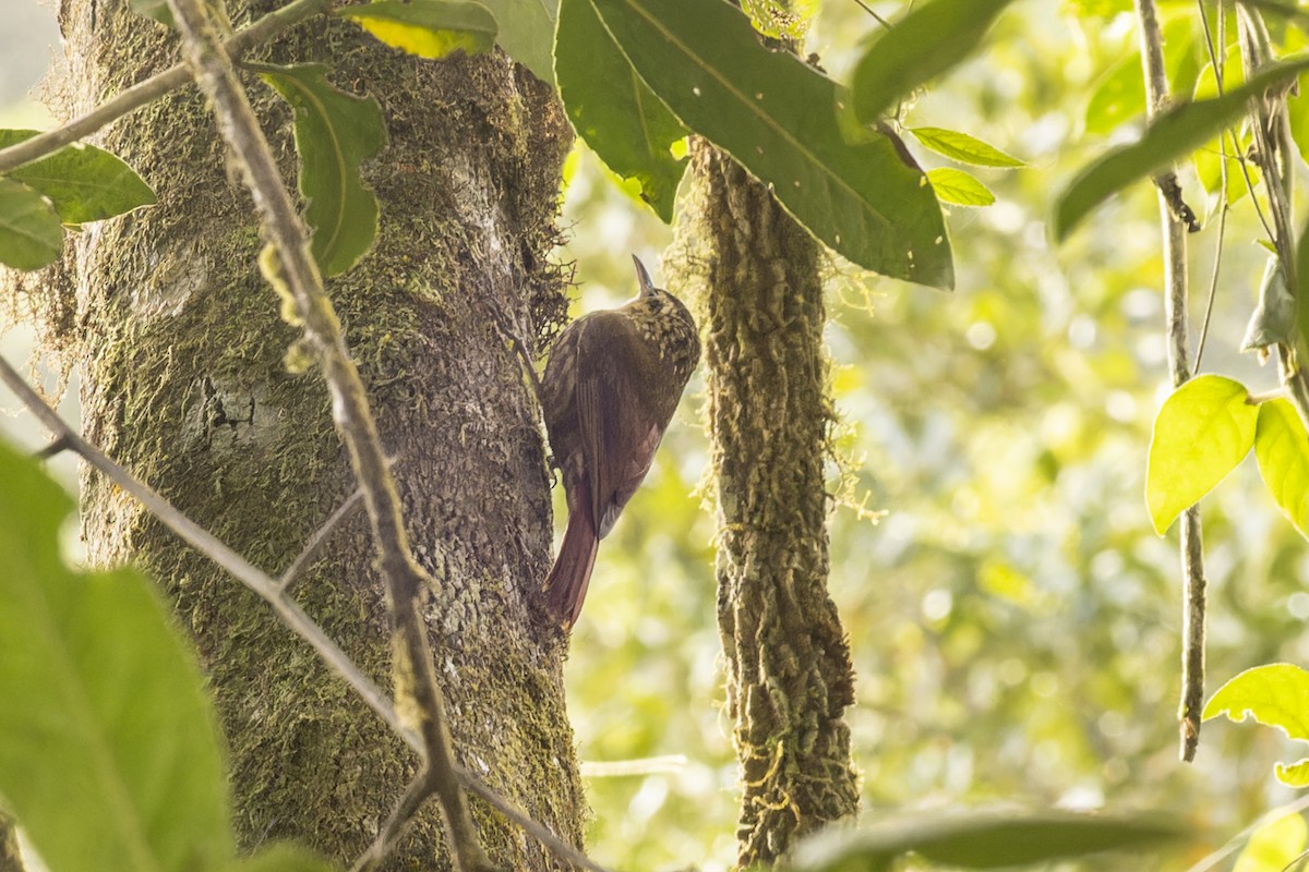 Grimpar brun - ML644340979