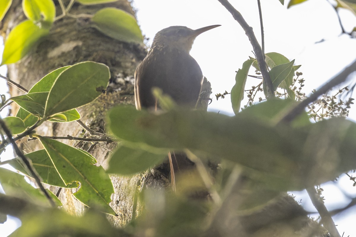 Grimpar brun - ML644340980