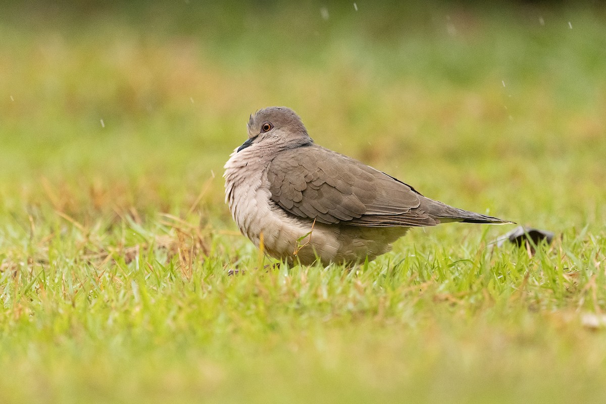 White-tipped Dove - ML644340994